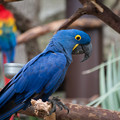 2017-03-17-FW-Zoo-8056.jpg