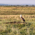 2022-Kenya-4694.jpg