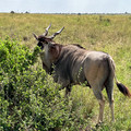 2022-Kenya-4845.jpg